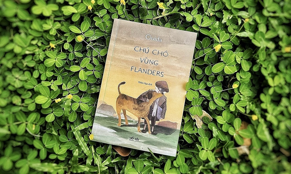 ‘Chú chó vùng Flanders’ hồn nhiên vượt nghịch cảnh - hình ảnh - nohu90bet.vip ‘Chú chó vùng Flanders’ hồn nhiên vượt nghịch cảnh - hình ảnh - nohu90bet.vip